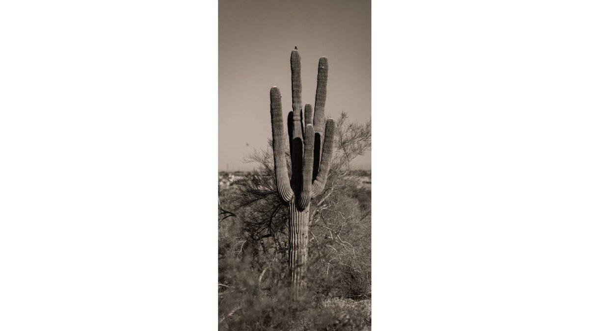 iPhone Kullananlar İçin 50 Şahane Duvar Kağıdı: Derinlik Efektiyle Kullanabilecekleriniz de Var!