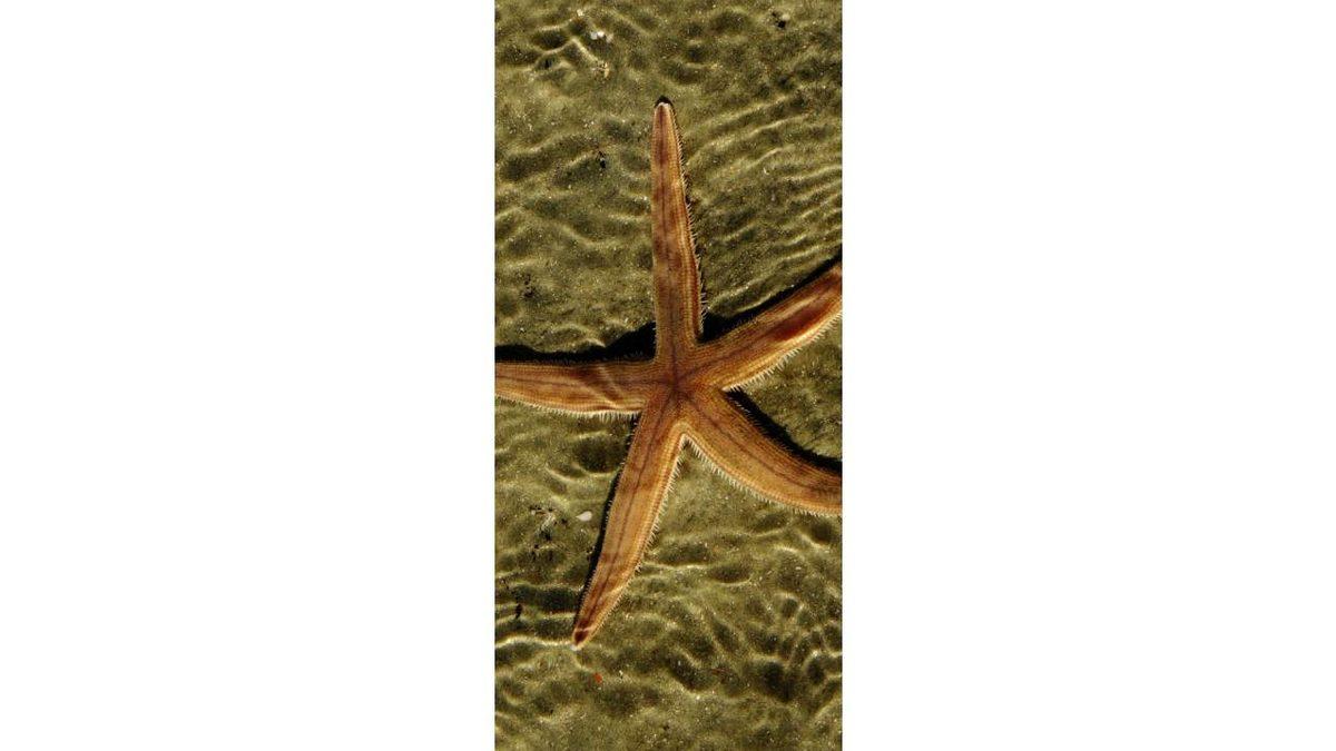 iPhone Kullananlar İçin 50 Şahane Duvar Kağıdı: Derinlik Efektiyle Kullanabilecekleriniz de Var!