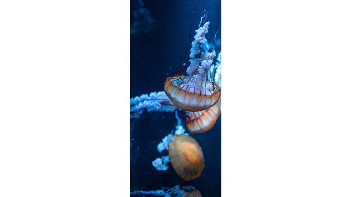 iPhone Kullananlar İçin 50 Şahane Duvar Kağıdı: Derinlik Efektiyle Kullanabilecekleriniz de Var!