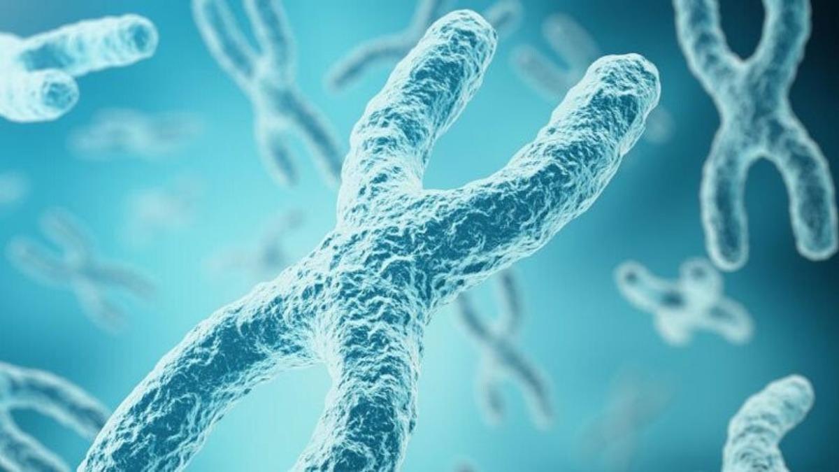 Erkeklerde Y Kromozomu Kaybının Ölümcül Kalp Hastalıklarına Neden Olabileceği Ortaya Çıktı