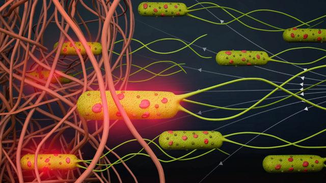 Kanserle Mücadelede Kullanılabilecek Bakteri Bazlı Mikro Robotlar Geliştirildi!