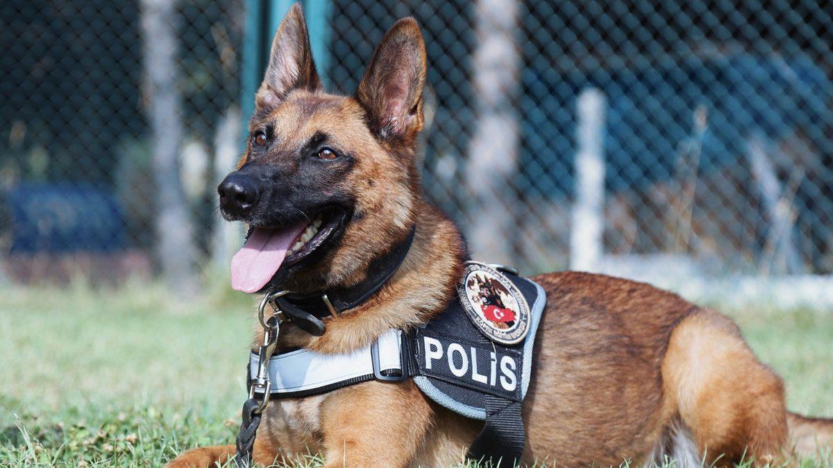 Polis Köpeklerine Neden K-9 Denir ve Niçin Genellikle Alman Kurdu Olurlar?