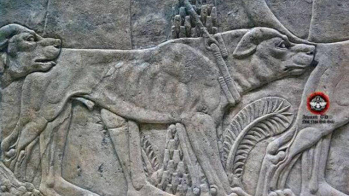 Polis Köpeklerine Neden K-9 Denir ve Niçin Genellikle Alman Kurdu Olurlar?