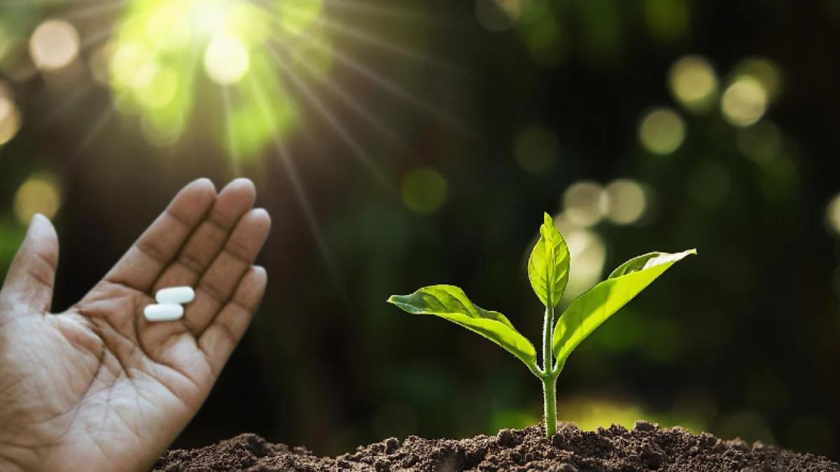 Bitkilerin "Keşke Bizde de Olsa" Dedirten Yeni Bir Özelliği Keşfedildi: Kendi Kendilerine Aspirin Üretiyorlar!