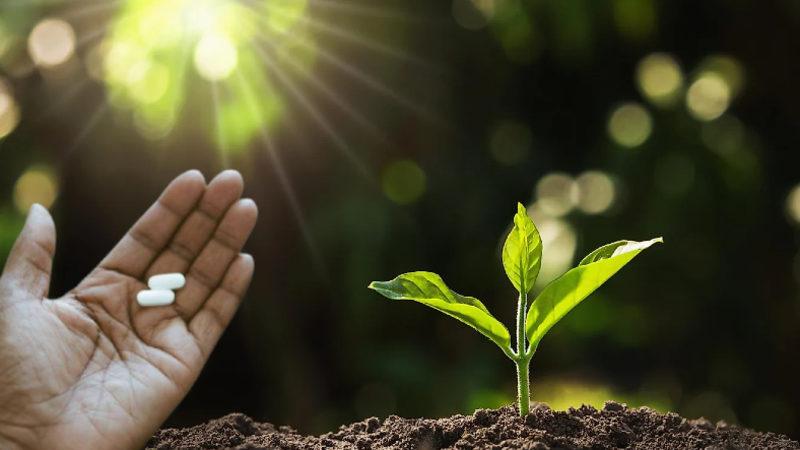 Bitkilerin "Keşke Bizde de Olsa" Dedirten Yeni Bir Özelliği Keşfedildi: Kendi Kendilerine Aspirin Üretiyorlar!