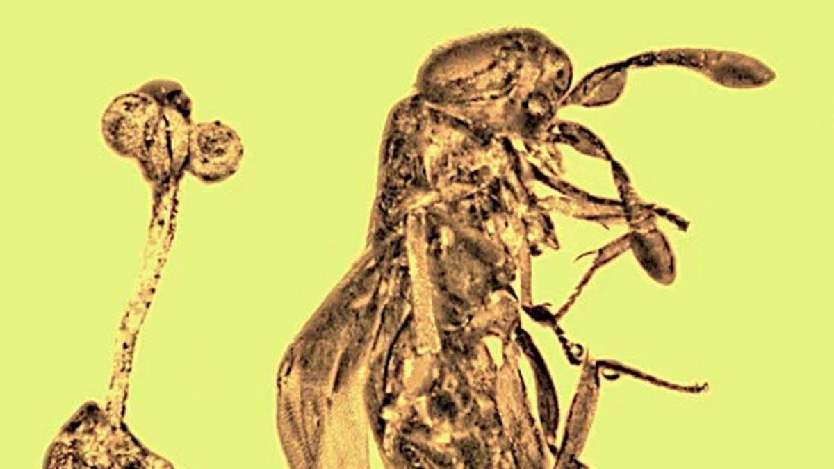 30 Milyon Yıldır Kehribarın İçinde Hapsolmuş Bir Arı ve Çiçek Fosili Bulundu