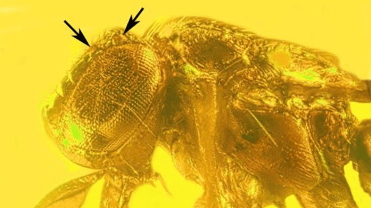 30 Milyon Yıldır Kehribarın İçinde Hapsolmuş Bir Arı ve Çiçek Fosili Bulundu