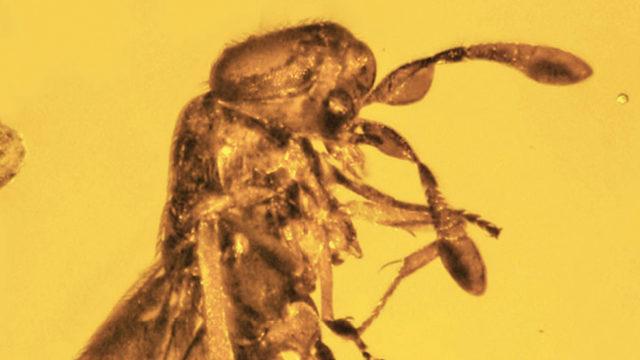 30 Milyon Yıldır Kehribarın İçinde Hapsolmuş Bir Arı ve Çiçek Fosili Bulundu