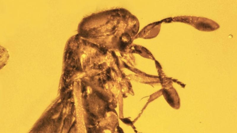 30 Milyon Yıldır Kehribarın İçinde Hapsolmuş Bir Arı ve Çiçek Fosili Bulundu