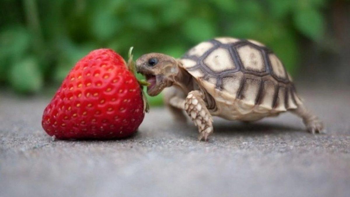 Uzun Yaşayan Canlıların Sırrı Çözüldü: Zırhımız Olsa Biz de Uzun Yaşar mıydık?