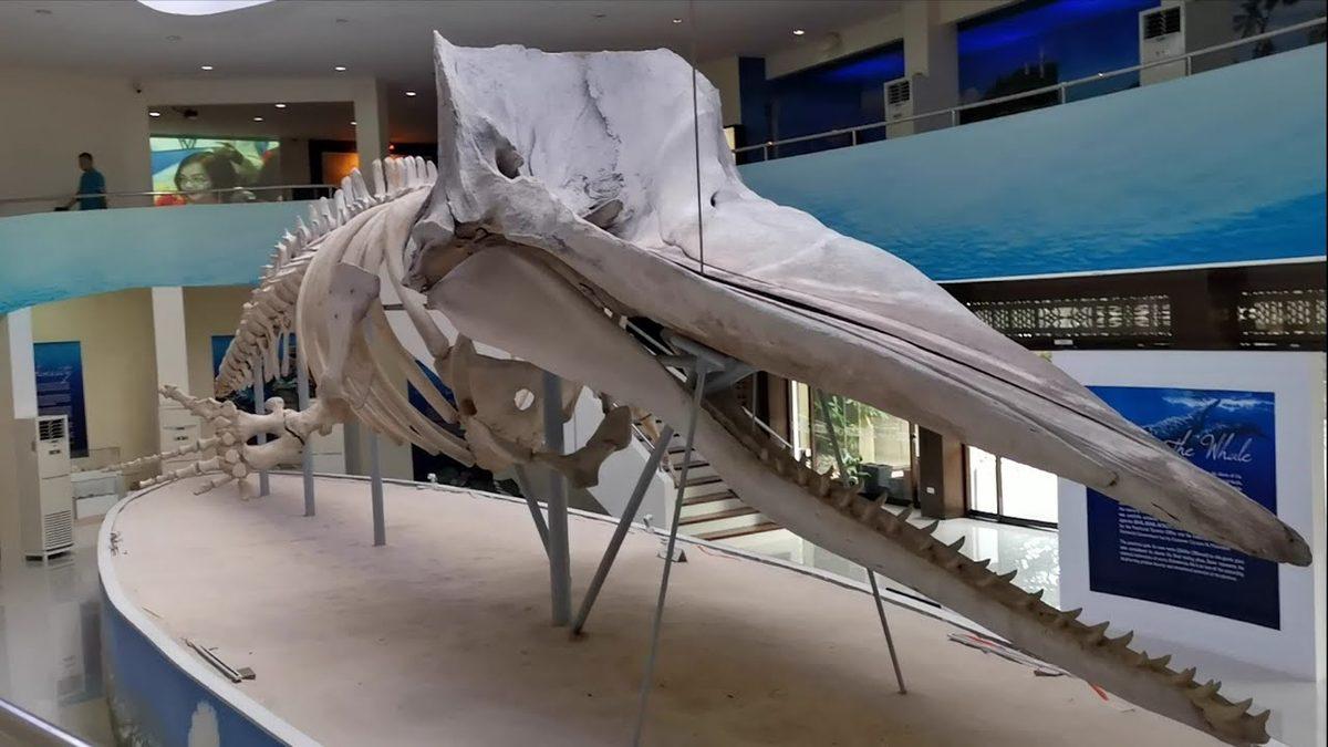 Neredeyse Her Fantastik Filmde Gördüğümüz Yaratık Olan ’Ejderha’ Nasıl Ortaya Çıktı?