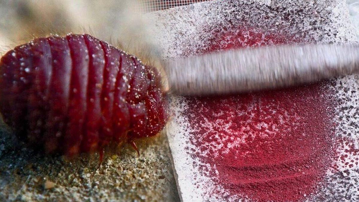 Kolaya Siyah Rengini Veren Şey Nedir? (Hayır, Böcek Değil)