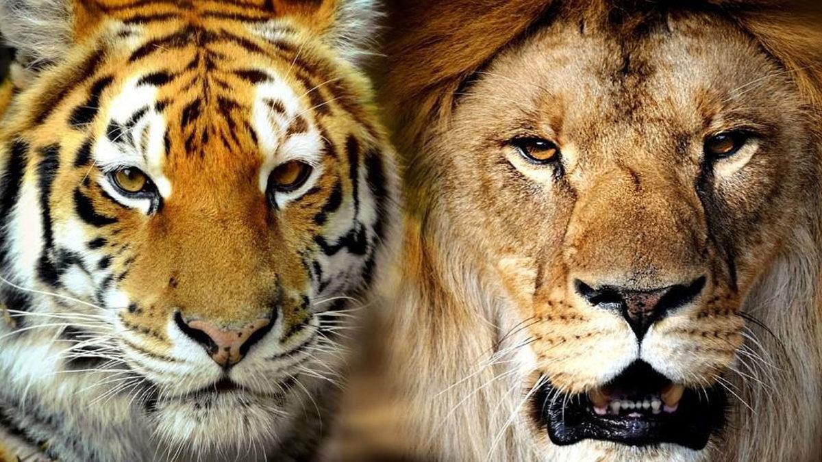 Farklı Türden Hayvanların Çiftleşmesi Sonucu Oluşan Birbirinden Enteresan 9 Melez Tür