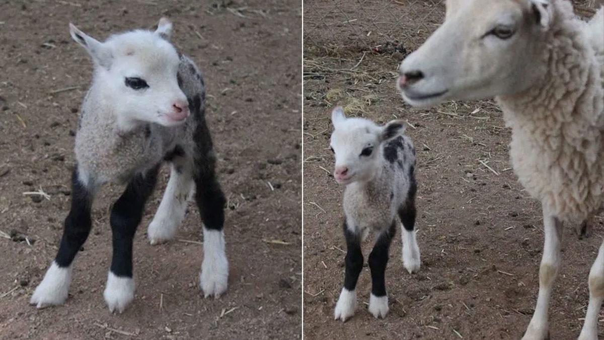 Farklı Türden Hayvanların Çiftleşmesi Sonucu Oluşan Birbirinden Enteresan 9 Melez Tür