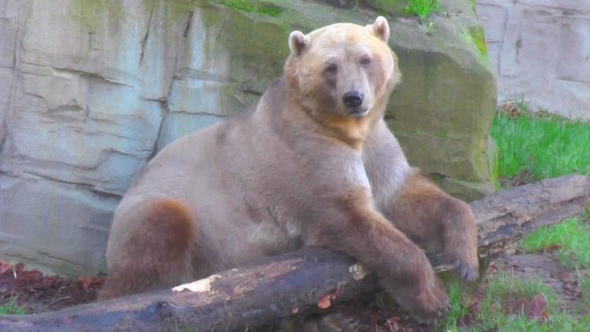 Farklı Türden Hayvanların Çiftleşmesi Sonucu Oluşan Birbirinden Enteresan 9 Melez Tür