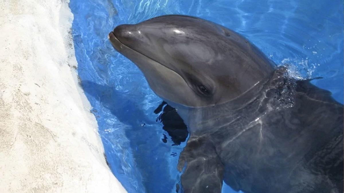 Farklı Türden Hayvanların Çiftleşmesi Sonucu Oluşan Birbirinden Enteresan 9 Melez Tür