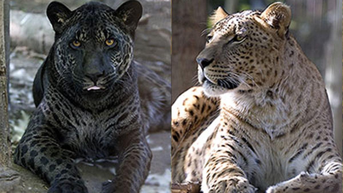 Farklı Türden Hayvanların Çiftleşmesi Sonucu Oluşan Birbirinden Enteresan 9 Melez Tür