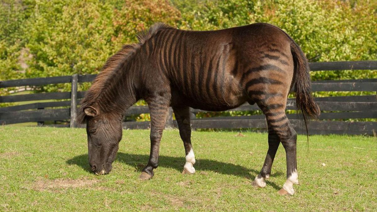 Farklı Türden Hayvanların Çiftleşmesi Sonucu Oluşan Birbirinden Enteresan 9 Melez Tür