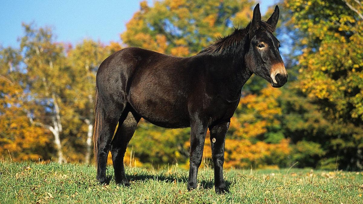 Farklı Türden Hayvanların Çiftleşmesi Sonucu Oluşan Birbirinden Enteresan 9 Melez Tür
