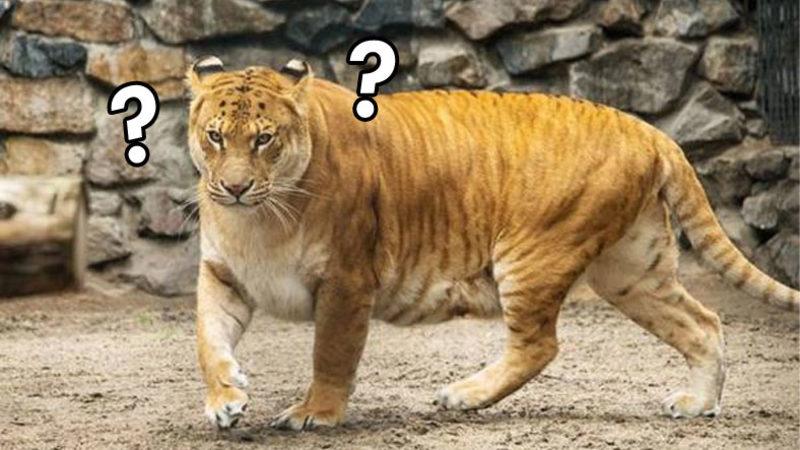 Farklı Türden Hayvanların Çiftleşmesi Sonucu Oluşan Birbirinden Enteresan 9 Melez Tür