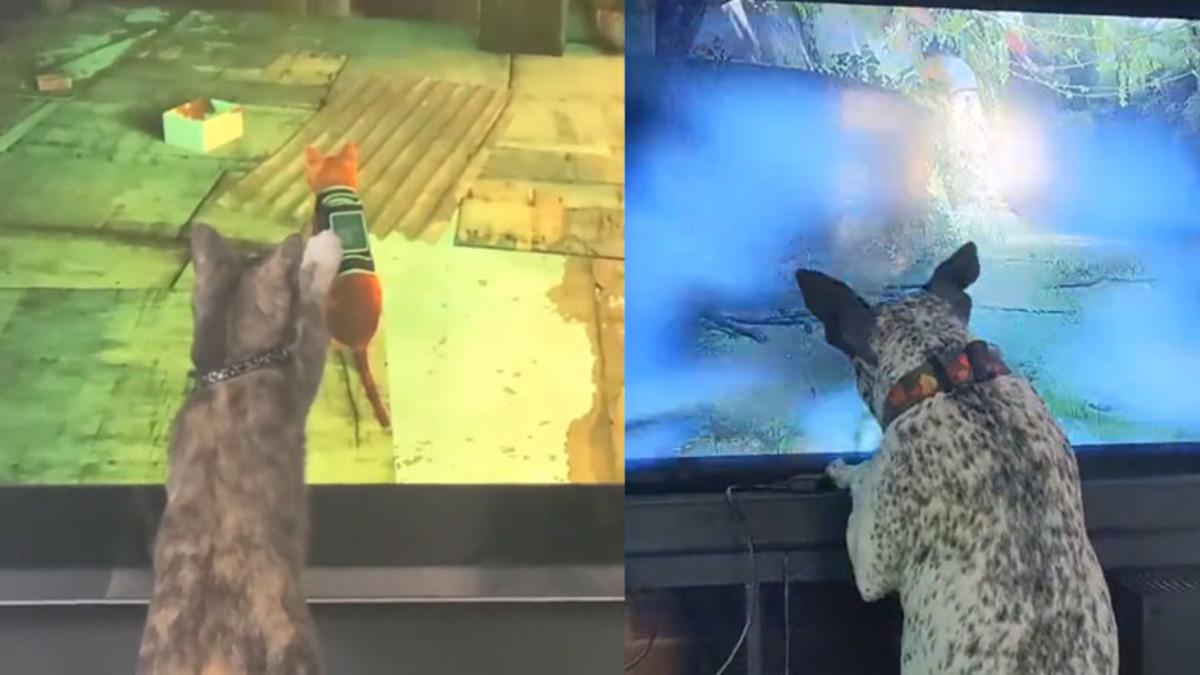 Kedi Simülasyon Oyunu Stray, Gerçek Kedi Köpekleri Çıldırttı: Ekrana Atlayan da Var Yumruk Atan da... [Video]