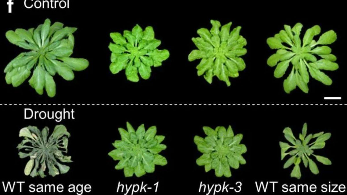 Kuraklığa Dayanıklı Bitki Geliştirildi: Artık Her Koşulda Bitki Yetişebilecek