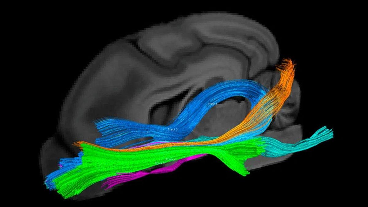 Köpeklerin Kokuları ’Görebildiği’ Keşfedildi (Evet, Tam Anlamıyla Görmek)