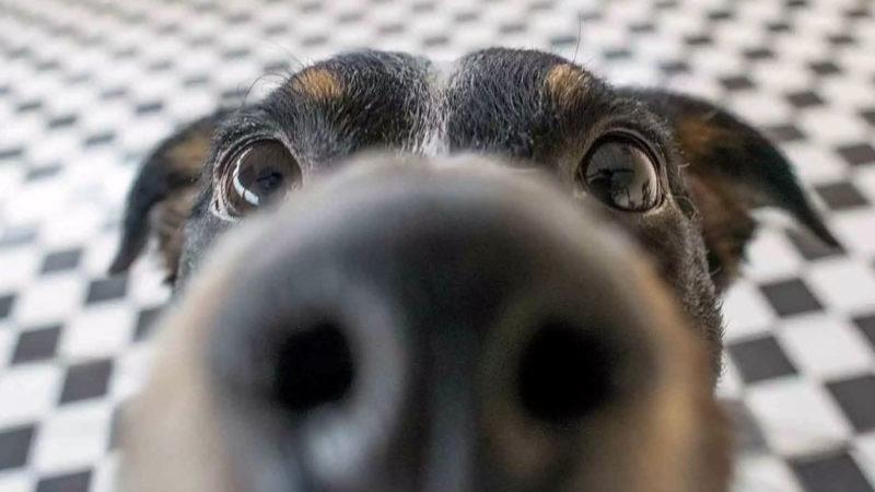 Köpeklerin Kokuları ’Görebildiği’ Keşfedildi (Evet, Tam Anlamıyla Görmek)