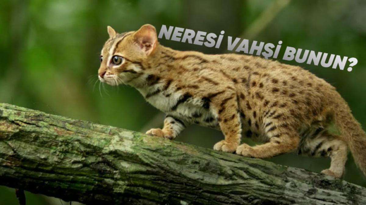 Aldanmayın Çocuksu Mahzun Yüzüne: Dünyanın En Küçük Vahşi Kedisi Olan ’Paslı Kedi’yle Tanışın!