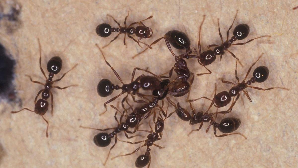 Karınca Sürüleri ile Beynimiz Arasında Tuhaf Bir Benzerlik Keşfedildi: Sinir Hücreleri Gibi Çalışıyorlar!