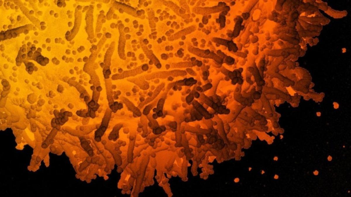 Türkiye’de En Çok Görülen Koronavirüs Mutasyonları Açıklandı