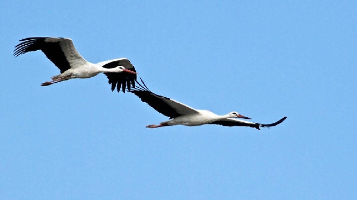 Türkiye’de Yaşanıp Times’a Bile Konu Olan Kartallarla Leylekler Arasında Geçen Efsane Savaş