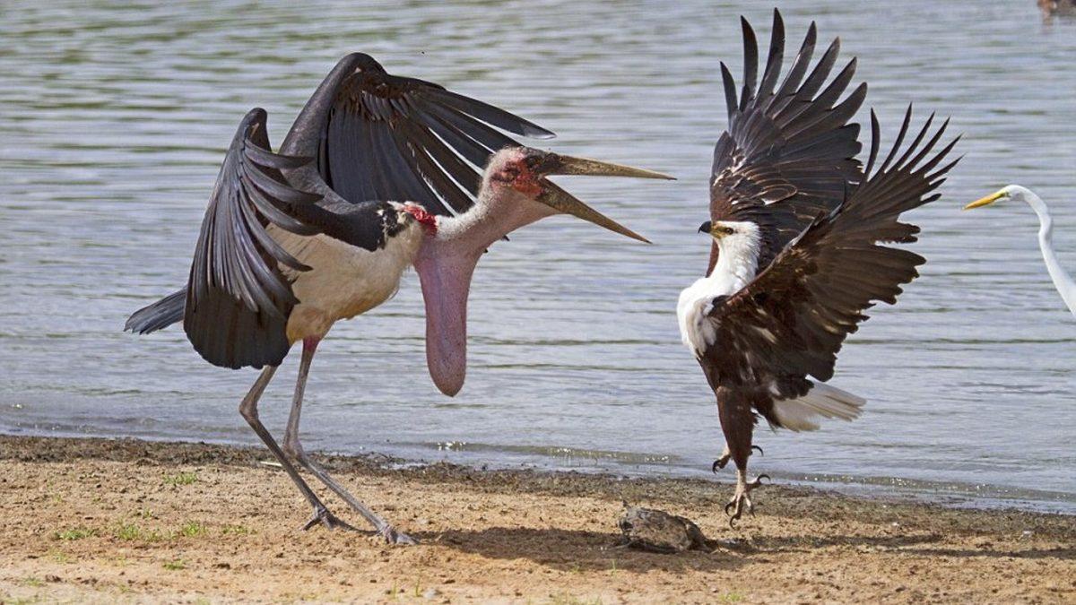 Türkiye’de Yaşanıp Times’a Bile Konu Olan Kartallarla Leylekler Arasında Geçen Efsane Savaş