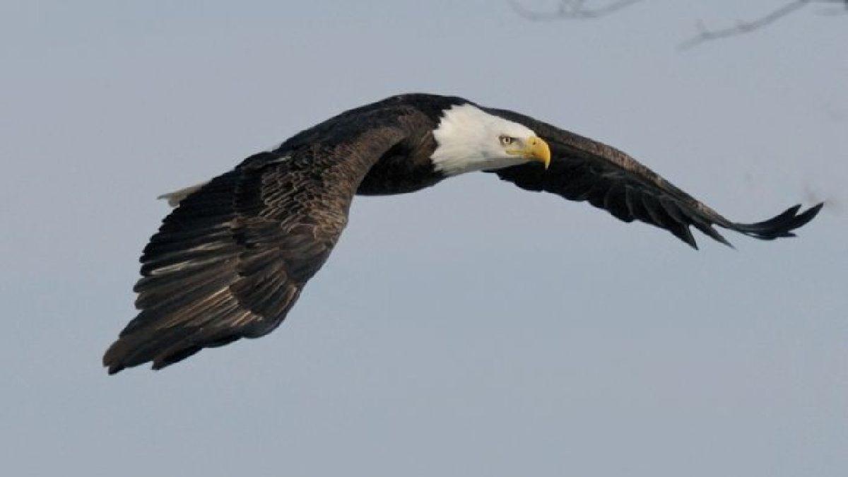 Türkiye’de Yaşanıp Times’a Bile Konu Olan Kartallarla Leylekler Arasında Geçen Efsane Savaş