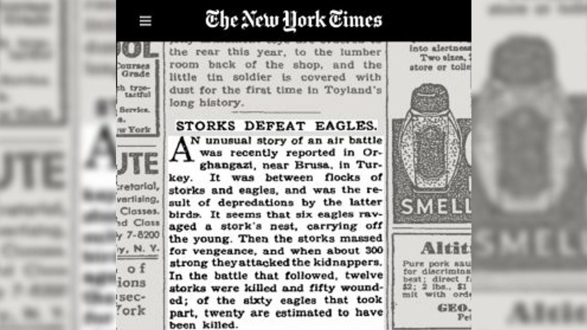 Türkiye’de Yaşanıp Times’a Bile Konu Olan Kartallarla Leylekler Arasında Geçen Efsane Savaş
