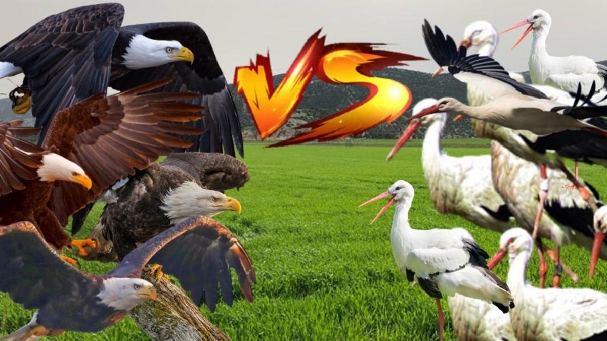 Türkiye’de Yaşanıp Times’a Bile Konu Olan Kartallarla Leylekler Arasında Geçen Efsane Savaş