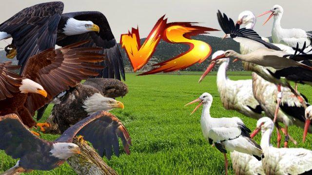 Türkiye’de Yaşanıp Times’a Bile Konu Olan Kartallarla Leylekler Arasında Geçen Efsane Savaş