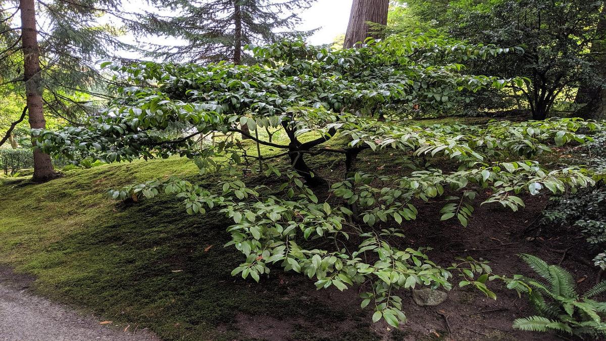 Dünyanın En Eski Dinlerinden Biri Olan ’Şintoizm’ Nedir, Neye İnanılır?