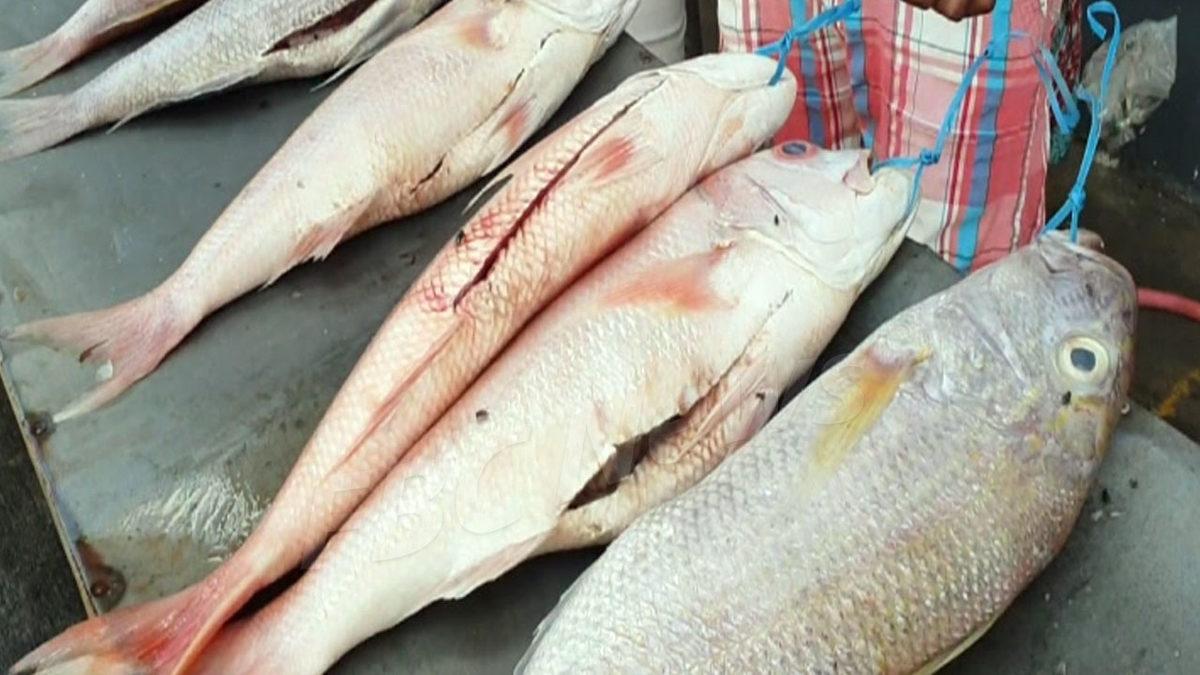 Okyanusa Açılan Denizciler Yiyecekleri Bitse Bile Neden Balık Tutmazlardı?