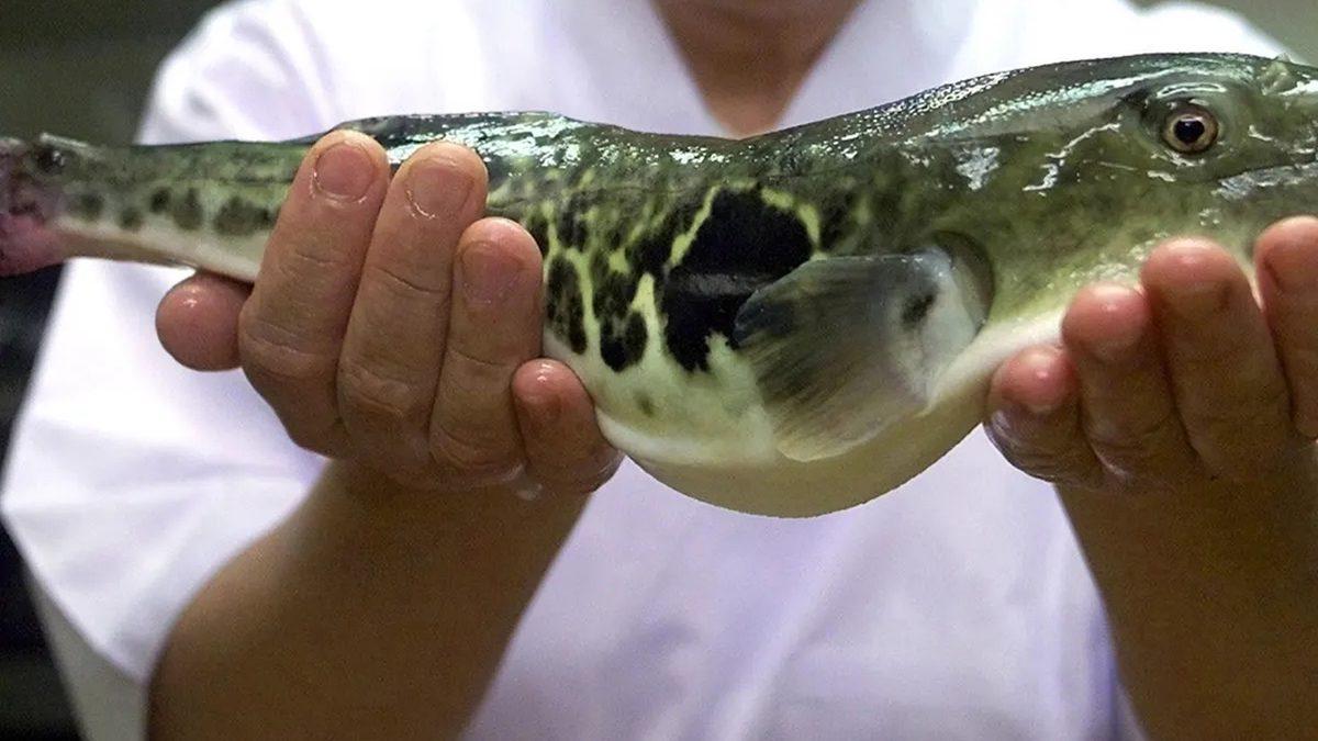 Okyanusa Açılan Denizciler Yiyecekleri Bitse Bile Neden Balık Tutmazlardı?