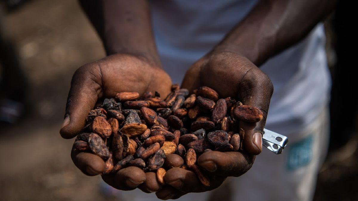 Bizim İçin Çikolata Üretmelerine Rağmen Çikolatanın Tadını Bile Bilmeyen Çocuk İşçilerin Hikâyesi