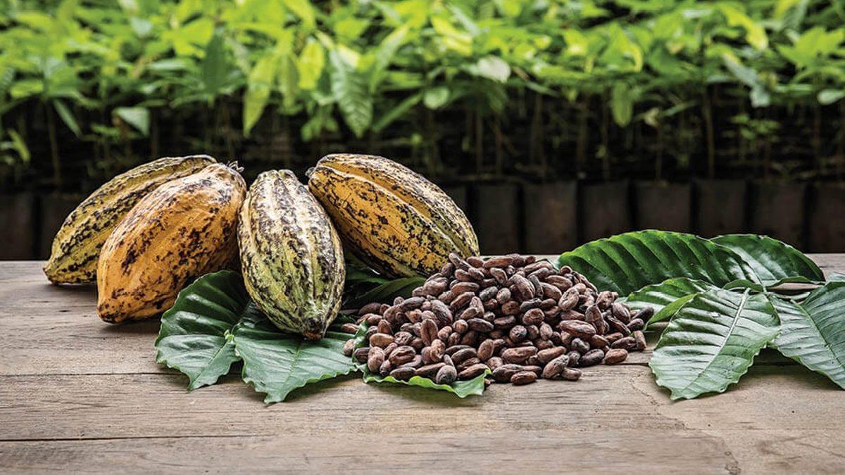 Bizim İçin Çikolata Üretmelerine Rağmen Çikolatanın Tadını Bile Bilmeyen Çocuk İşçilerin Hikâyesi