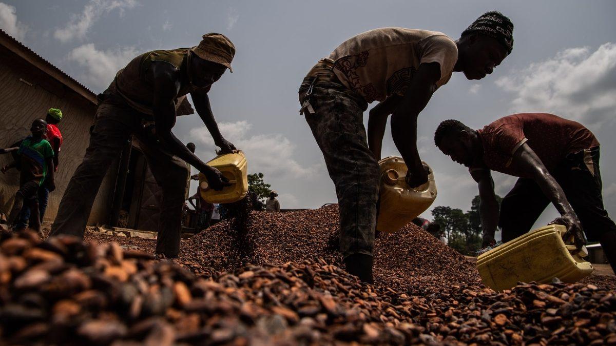 Bizim İçin Çikolata Üretmelerine Rağmen Çikolatanın Tadını Bile Bilmeyen Çocuk İşçilerin Hikâyesi