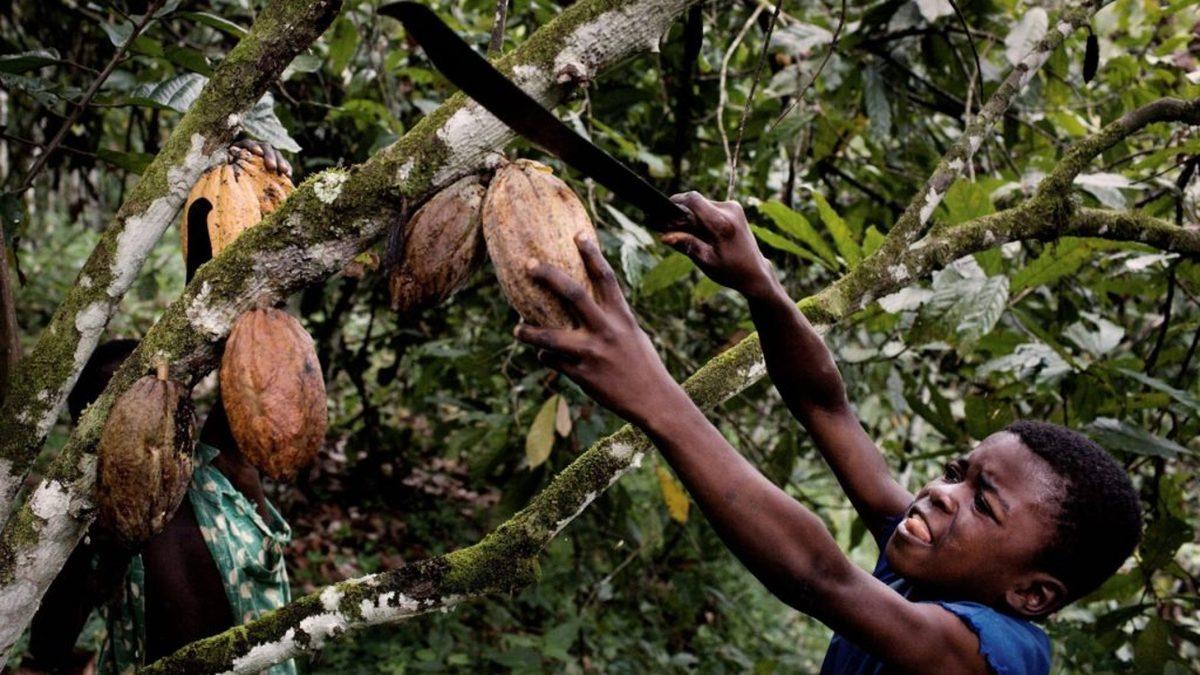 Bizim İçin Çikolata Üretmelerine Rağmen Çikolatanın Tadını Bile Bilmeyen Çocuk İşçilerin Hikâyesi