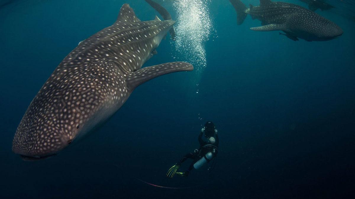 Dünyanın En Büyük Köpek Balıklarının Etçil Olmadıkları Ortaya Çıktı (Siz Yine de Çok Yaklaşmayın)
