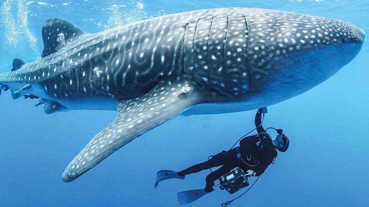 Dünyanın En Büyük Köpek Balıklarının Etçil Olmadıkları Ortaya Çıktı (Siz Yine de Çok Yaklaşmayın)