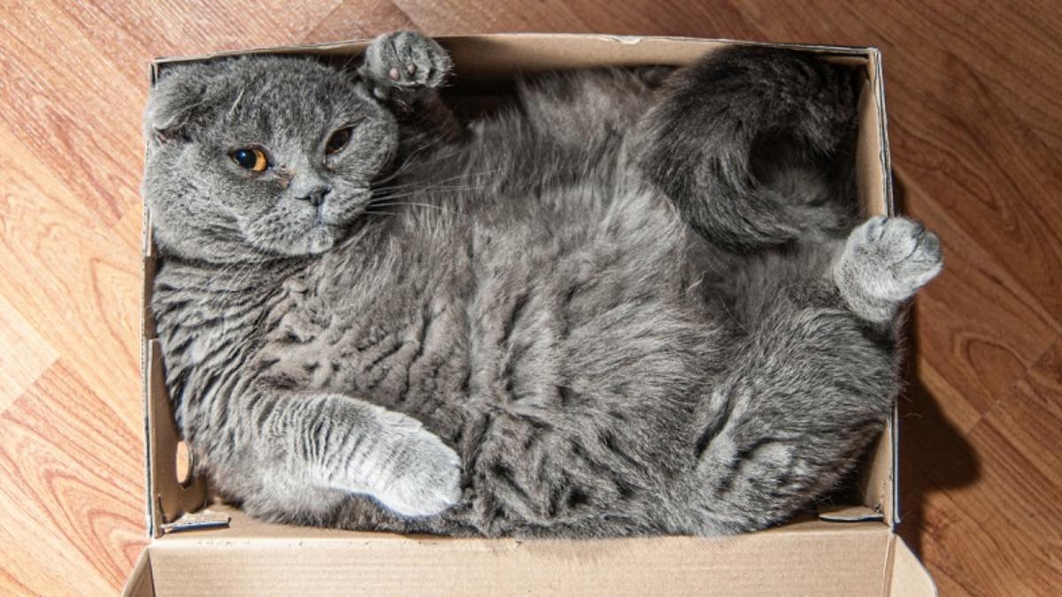 Yeni Bir Araştırma, Kedilerin ’Görünmeyen’ Kutularda Dahi Oturmayı Çok Sevdiğini Ortaya Koydu