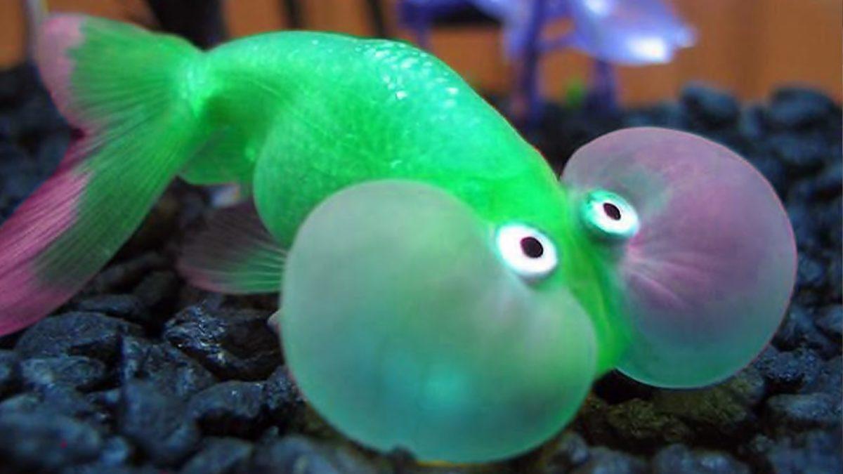 Bir İnsan Neden Nefesini Tutarak Kendini Öldüremez? Vücutta Buna Engel Olan Şey Tam Olarak Nedir?