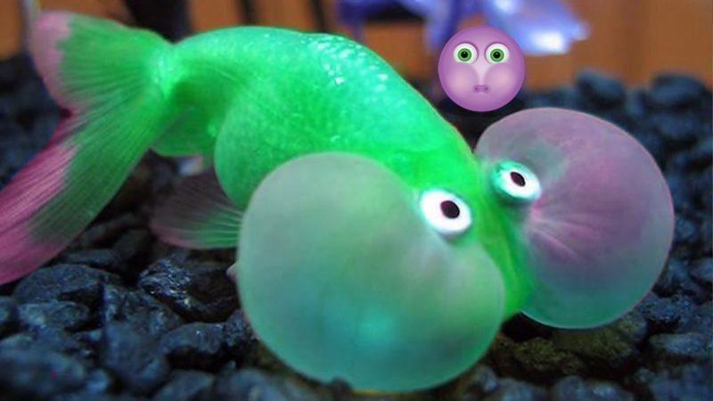 Bir İnsan Neden Nefesini Tutarak Kendini Öldüremez? Vücutta Buna Engel Olan Şey Tam Olarak Nedir?