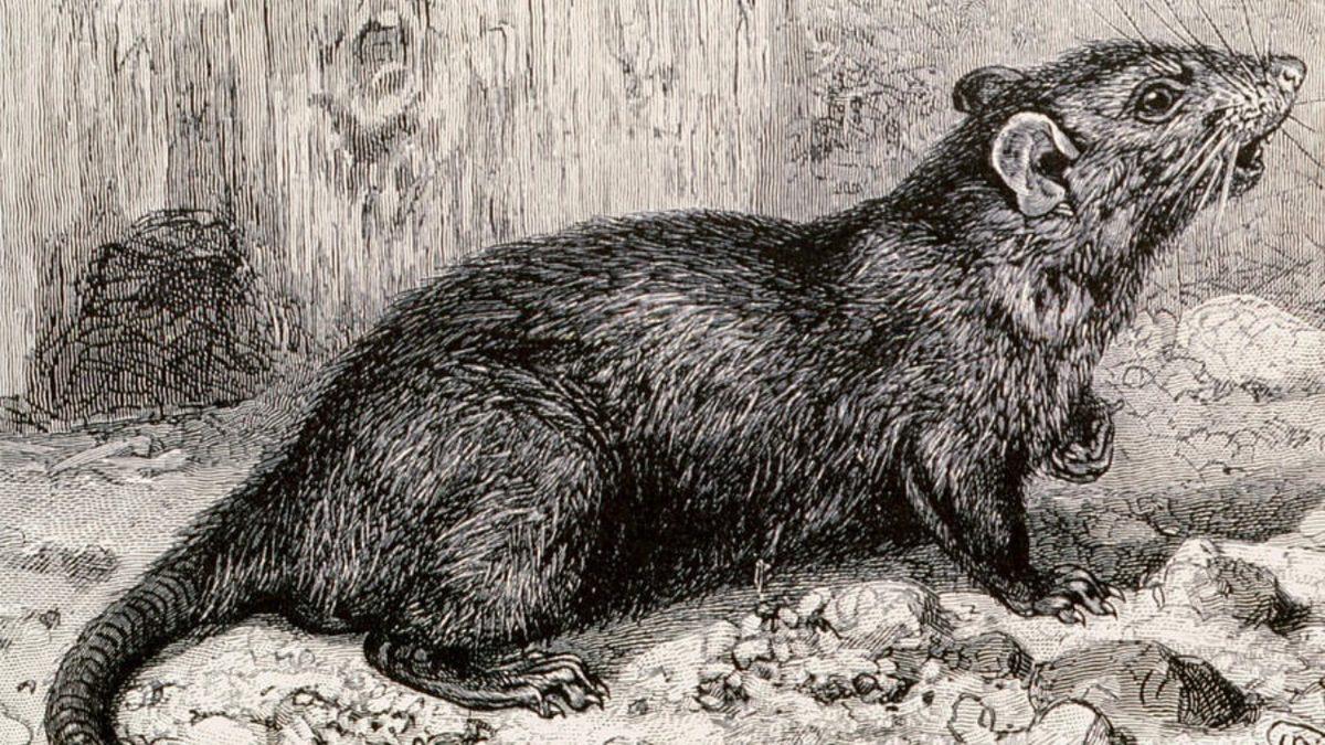 Çin Kırsallarında Yaşanan Küçük Bir Deprem, Nasıl Oldu da Avrupa’nın Felaketi Haline Geldi?